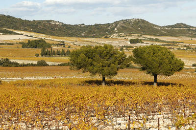 Presentation of the terroir