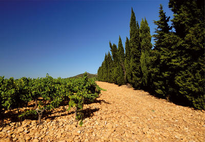 Tavel, the AOC appellation