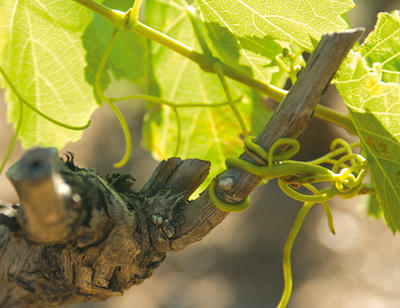 Grape varieties