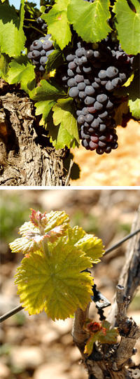 grappe de raisin rouge, ceps de vigne