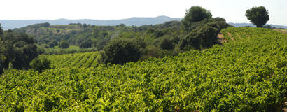 Vignoble de Tavel